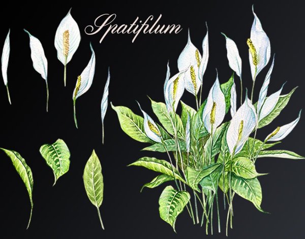Спатифиллум комнатное растение нарисовать