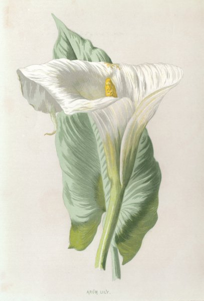 Спатифиллум ботаника