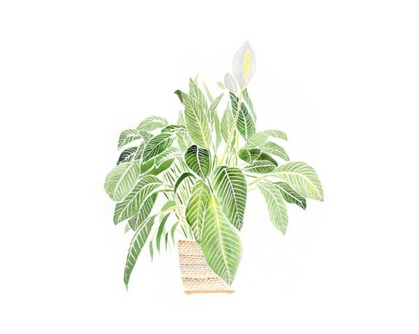 Растения в графике