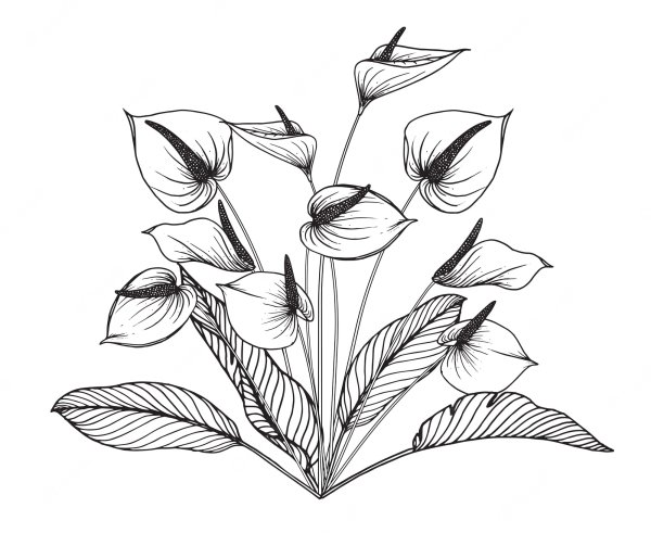 Калла раскраска для детей