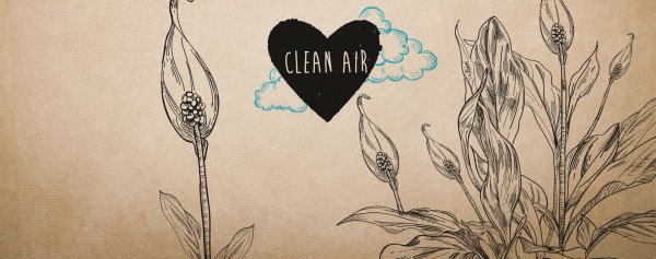 Спатифиллум cannifolium