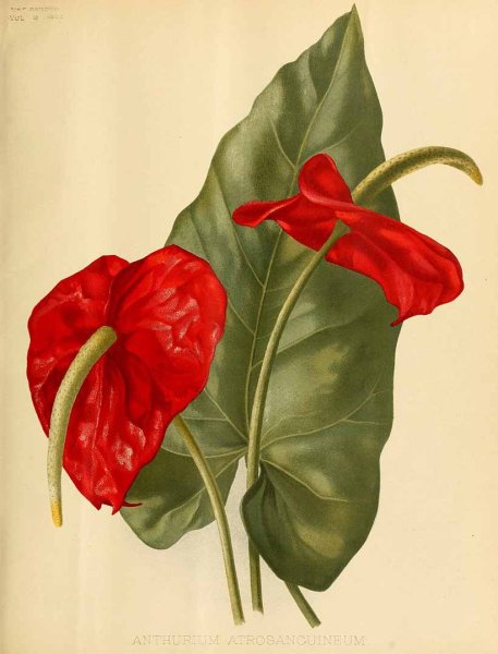 Спатифиллум вектор