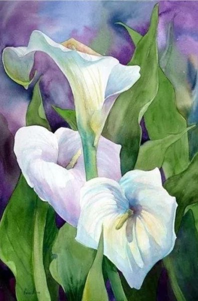 Цветок спатифиллум рисунок