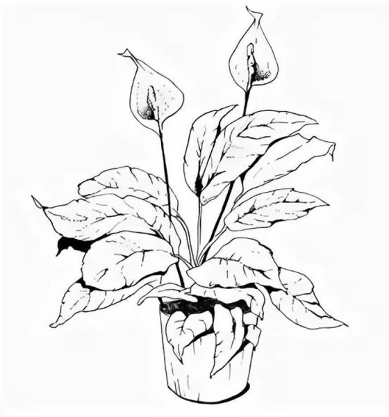 Контуры цветов для вышивки