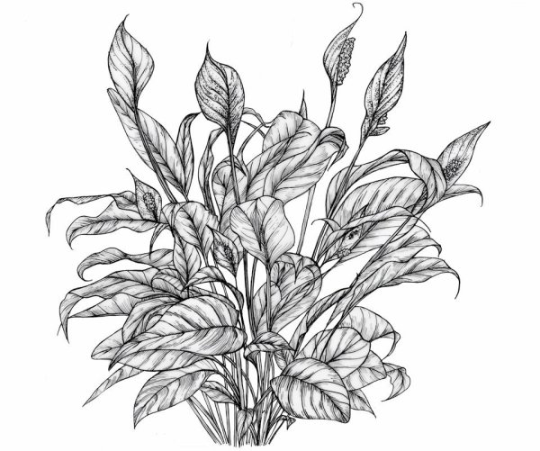 Антуриум зарисовка