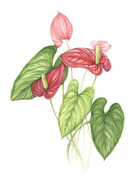 Спатифиллум ботаника