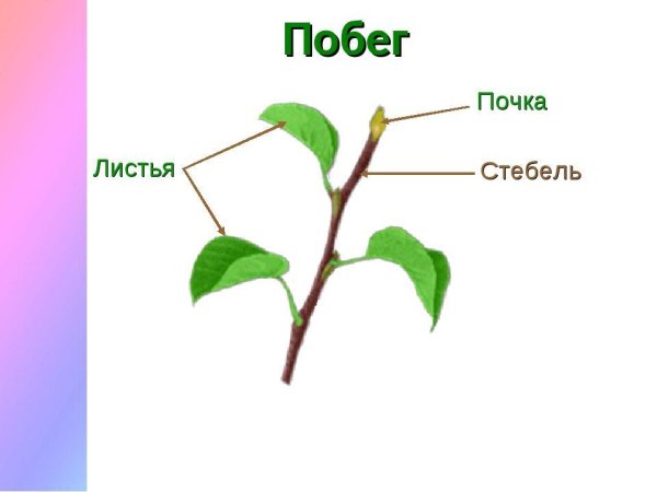 Части побега стебель листья и почки