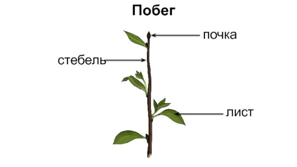 Побег стебель лист и почки
