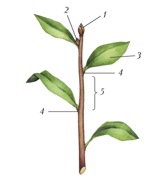 Строение побега