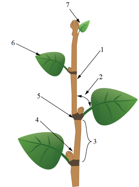Внешнее строение побега растений