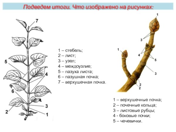 Морфология побега древесных растений
