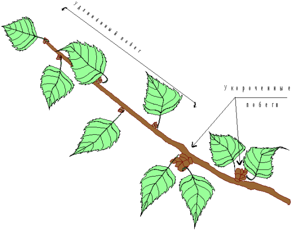 Строение побега у березы липы