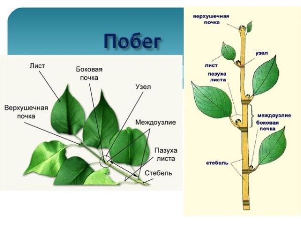 Побег стебель почки