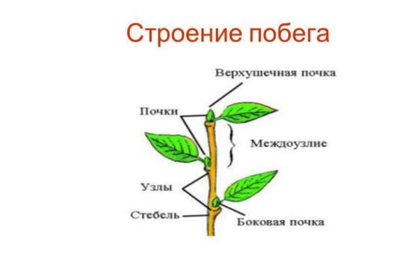 Внешнее строение побега