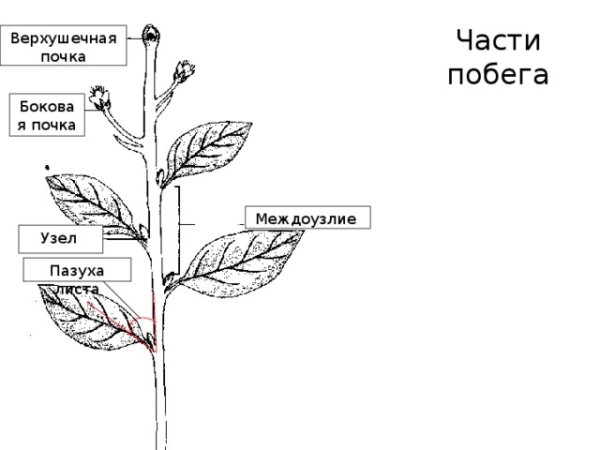 Побег узел междоузлие пазуха листа
