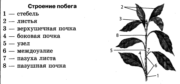Схема строения побега