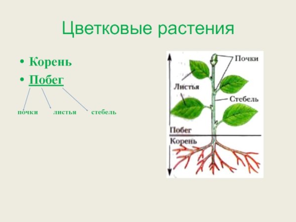 Строение побега цветкового растения схема