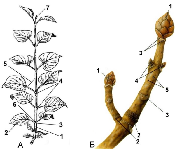 Строение облиственного побега