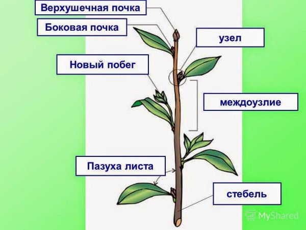 ПАЗУШНАЯ почка побег стебель