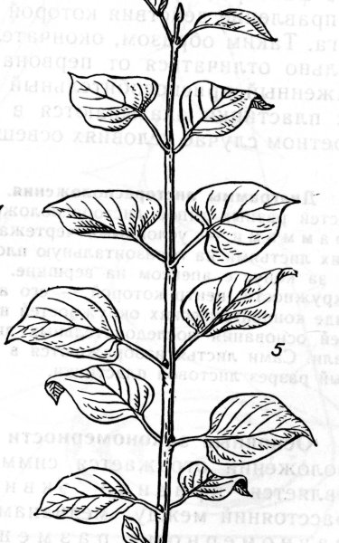 Строение побега