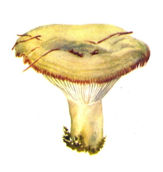 Грузди грибы