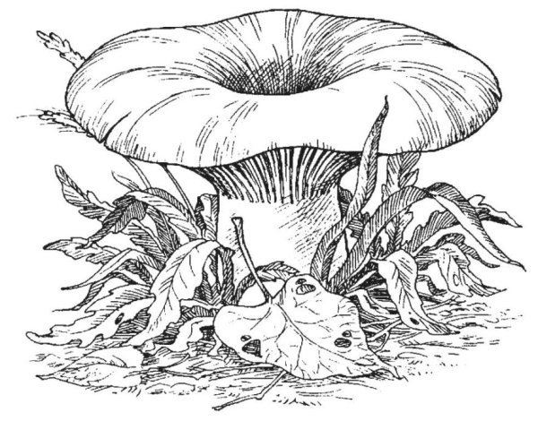 Груздь гриб черно белый