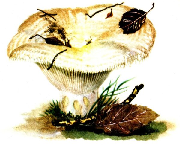 Рисунки грибы грузди белые