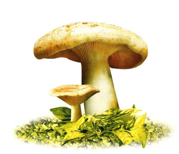 Гриб картинка для детей на прозрачном фоне