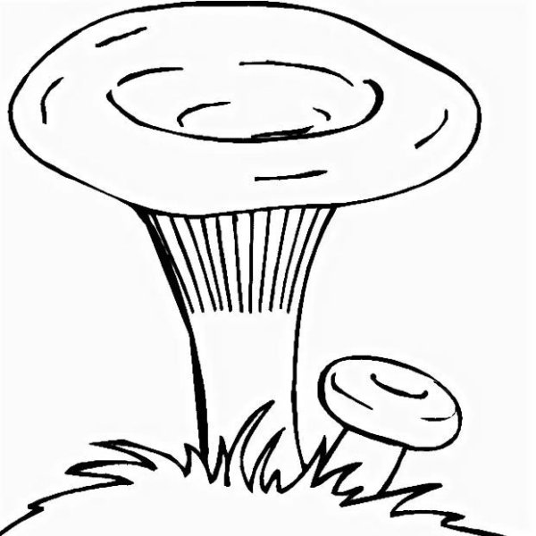 Рисунки грибов груздь