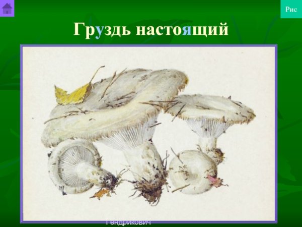 Рисунки грибов груздь