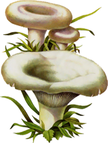 Рисуем груздь