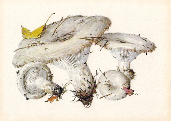 Грибы карточки груздь