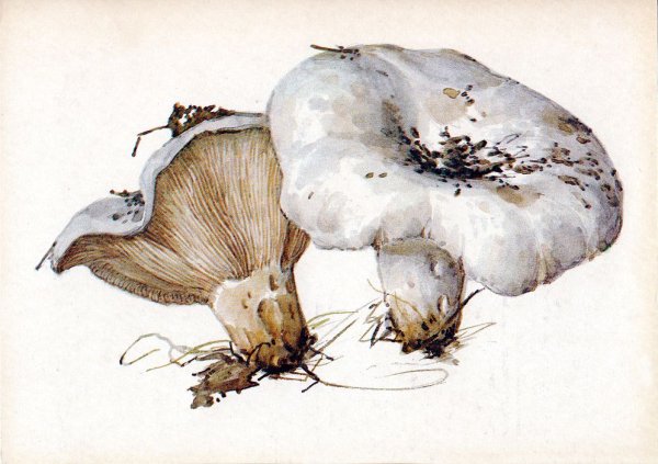 Груздь на белом фоне