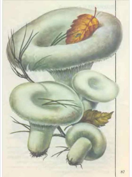 Строение груздя