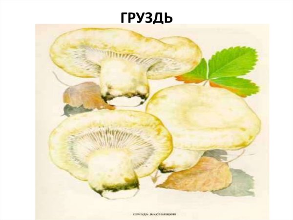 Гриб груздь раскраска