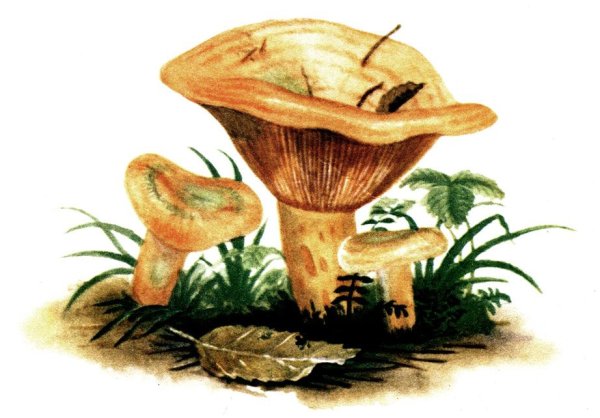 Лисички грибы Ботаническая живопись