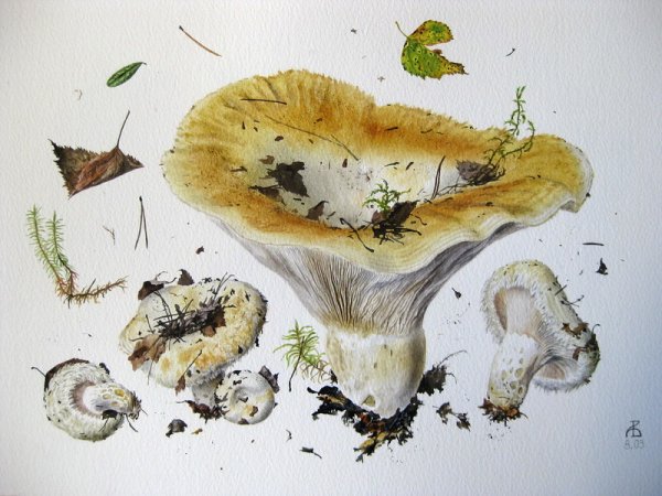 Гравюра грибы