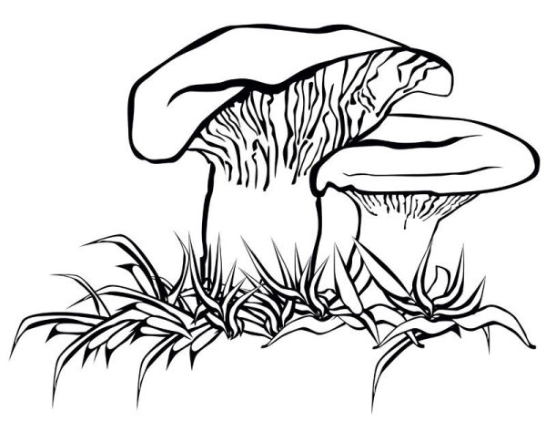 Гриб груздь карточки для детей