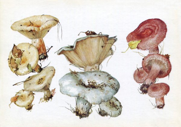 Грузди грибы