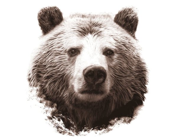 Медведь арт