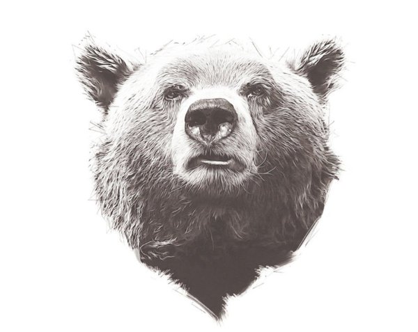 Голова медведя