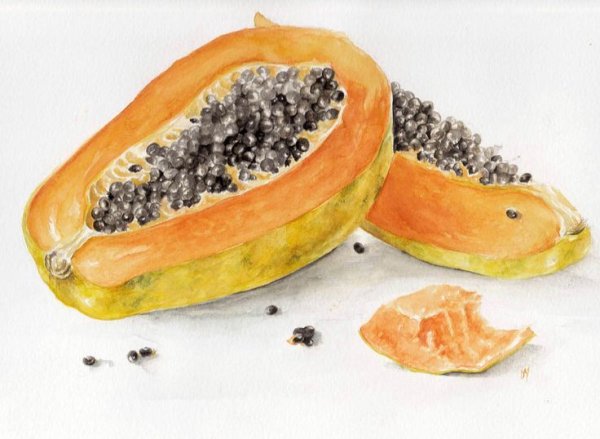 Папайя в разрезе рисунок