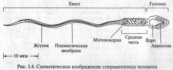 Строение жгутика сперматозоида