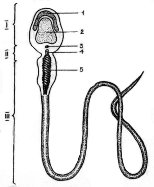 Ультрамикроскопическое строение сперматозоида
