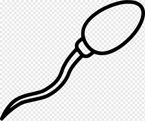 Сперматозоид нарисованный