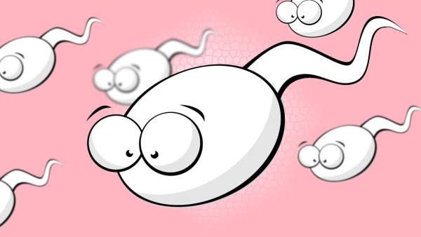 Сперматозоид картинка