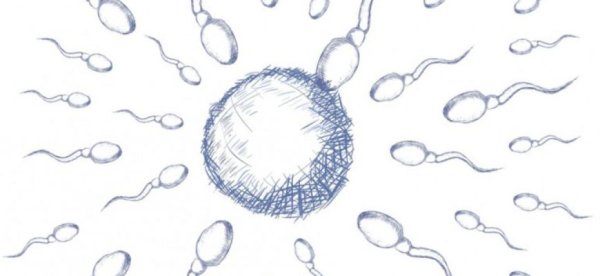 Сперматозоид иллюстрация