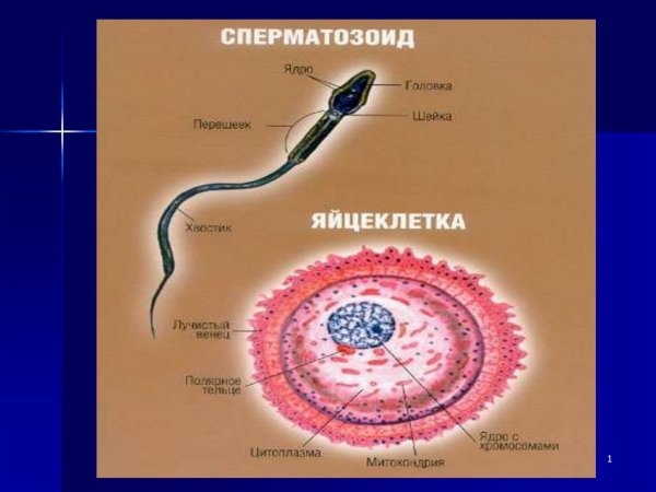 Строение сперматозоида и яйцеклетки