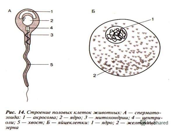 Строение сперматозоида и яйцеклетки