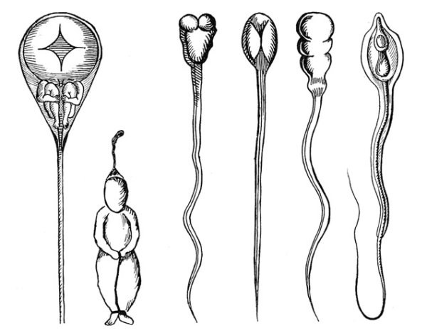 Левенгук сперматозоиды